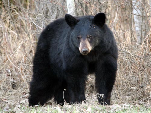 Black Bear